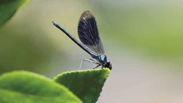Libellen finden sich an bergischen Gewässern ein Libellen finden sich an bergischen Gewässern ein